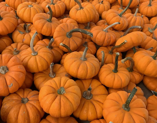 Mini-Pumpkin Package